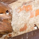 Burg Rabenstein, Lebendige Burgführung, Fläming