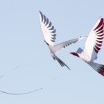 Drachenfest, Drachen, Locktow, Hoher Fläming, Drachensportclub