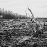 Waldbrand, Christian Friedrich, Frohnsdorf, verkohlte Bäume