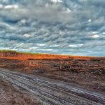 Claudia Schäfer, Waldbrand, Abholzung, Frohnsdorf
