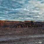 Claudia Schäfer, Waldbrand, Abholzung, Frohnsdorf