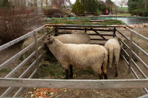 Weihnachtsmarkt, Lühnsdorf, Alter Schmiede