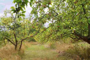 world ranger day,naturpark hoher fläming,bad belzig,streuobstwiese,insekten,rangertour