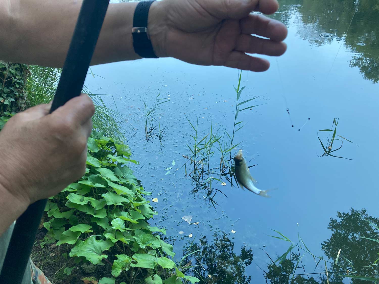 Hegefischen 2023, Bad Belzig, Burgfestwoche