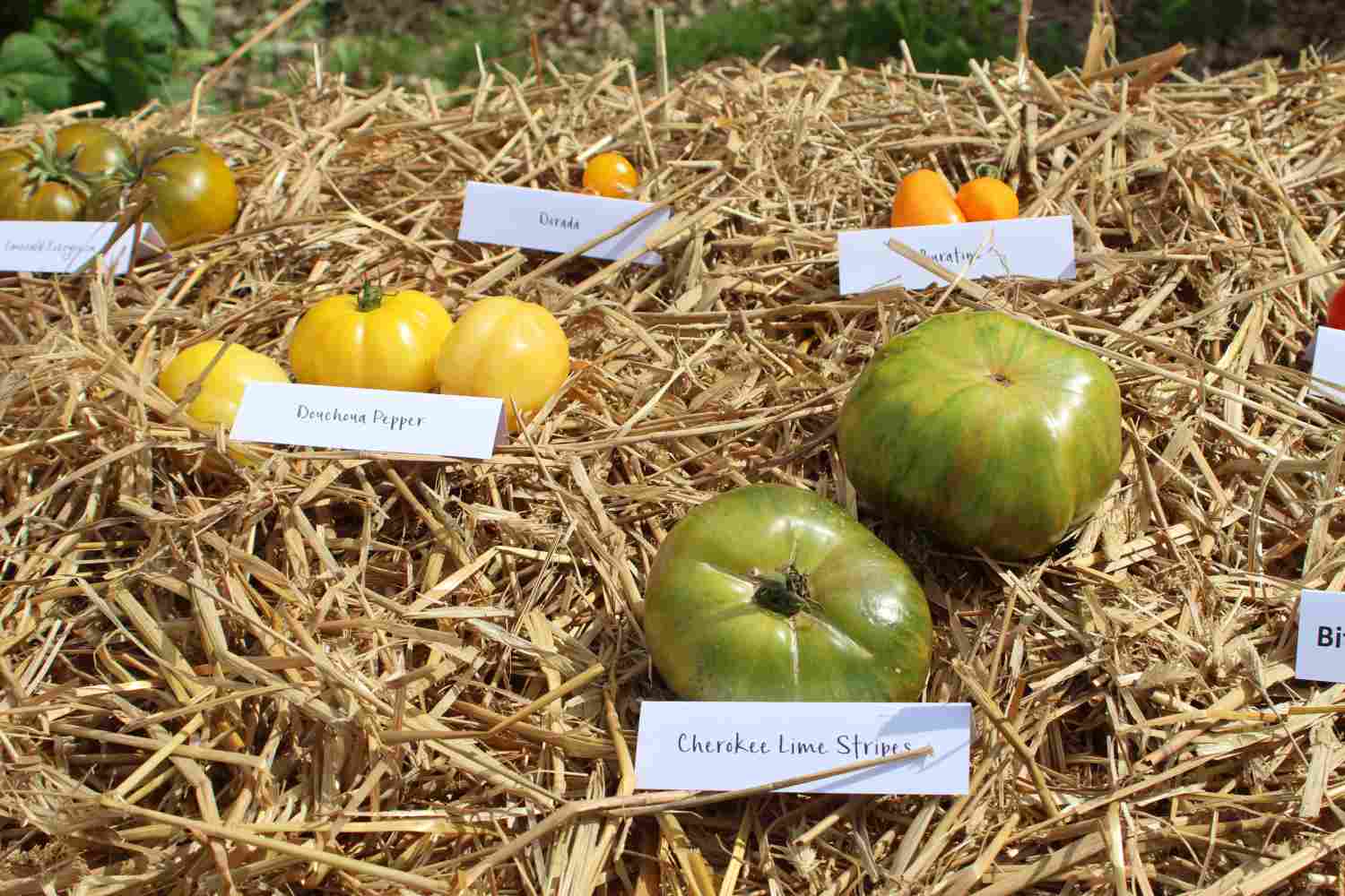 tomatenausstellung,raben,naturparkzentrum