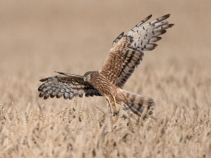 Burg eisenhardt, kunstverein hoher fläming, gabriele kostats,wiesenweihe