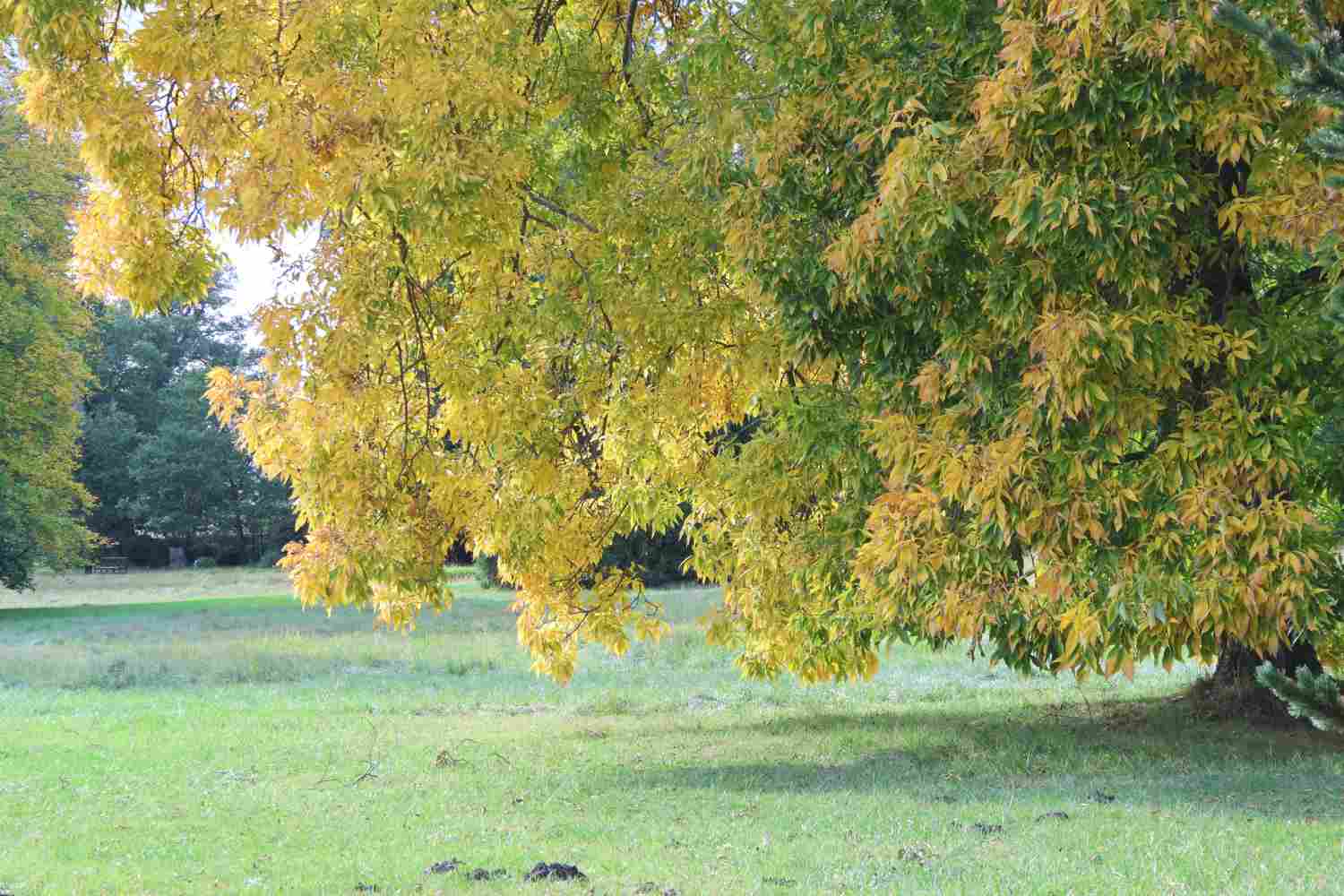 Park Wiesenburg,wiesenburg,parkförderverein,veranstaltungen