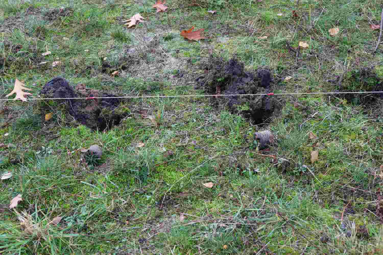 presseberg,bad belzig,trockenrasen,skabiose,naturpark hoher fläming,life trockenrasen