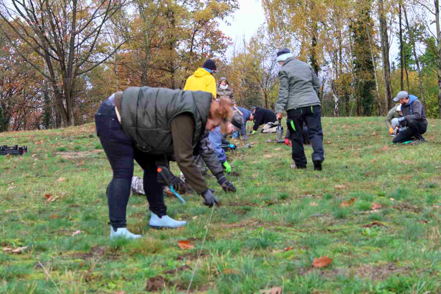 presseberg,bad belzig,trockenrasen,skabiose,naturpark hoher fläming,life trockenrasen