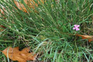 presseberg,bad belzig,trockenrasen,skabiose,naturpark hoher fläming,life trockenrasen