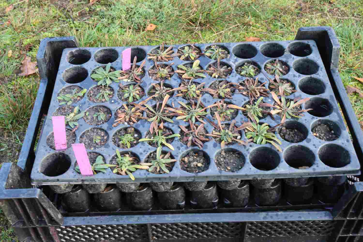 presseberg,bad belzig,trockenrasen,skabiose,naturpark hoher fläming,life trockenrasen