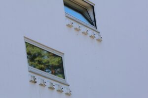 schwalben,schwalbennester,mauerbrüter,naturpark hoher fläming,nisthilfen,locktow,niemegk,mauersegler