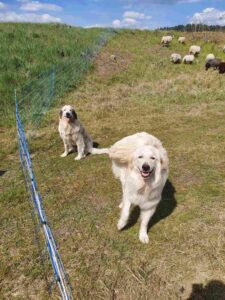schafe,ziegen,brautrummel,grubo,bad belzig,naturpark hoher fläming,naturwacht hoher fläming,max hafemann