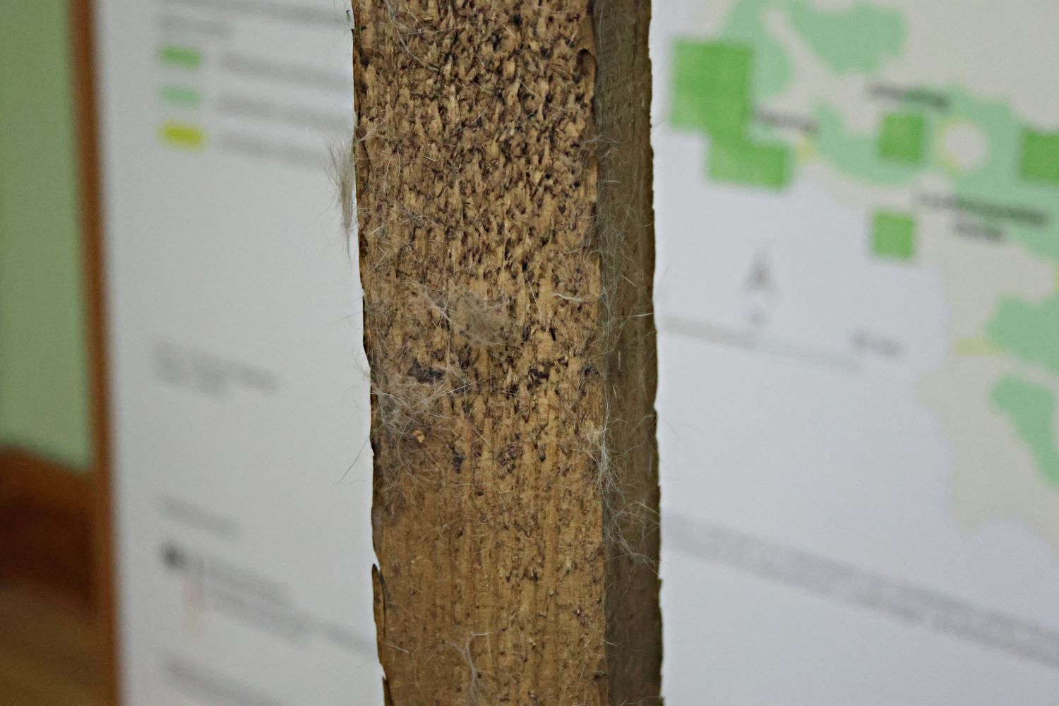 wildkatze,ausstellung naturparkzentrum raben,naturwacht, naturpark hohe fläming, fräulein brehm