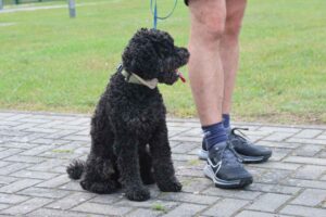 stundenpaarlauf,wiesenburg,tsv wiesenburg,flämingstadion