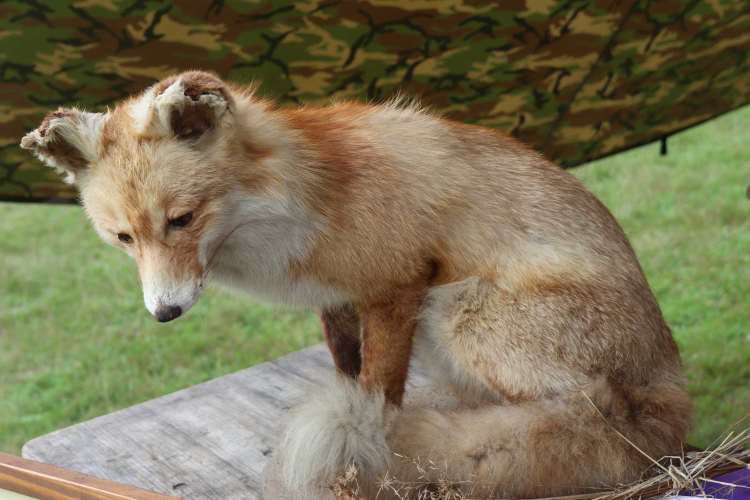 wildnisschule hoher fläming,grützdorf