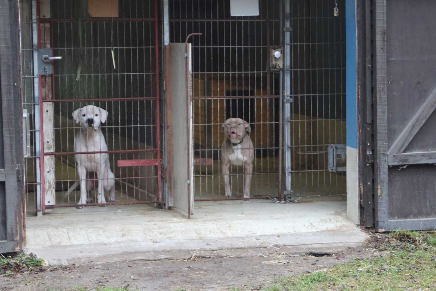 tierheim bad belzig, tierisch belzig e.v.,tier hilfehof samtschnute