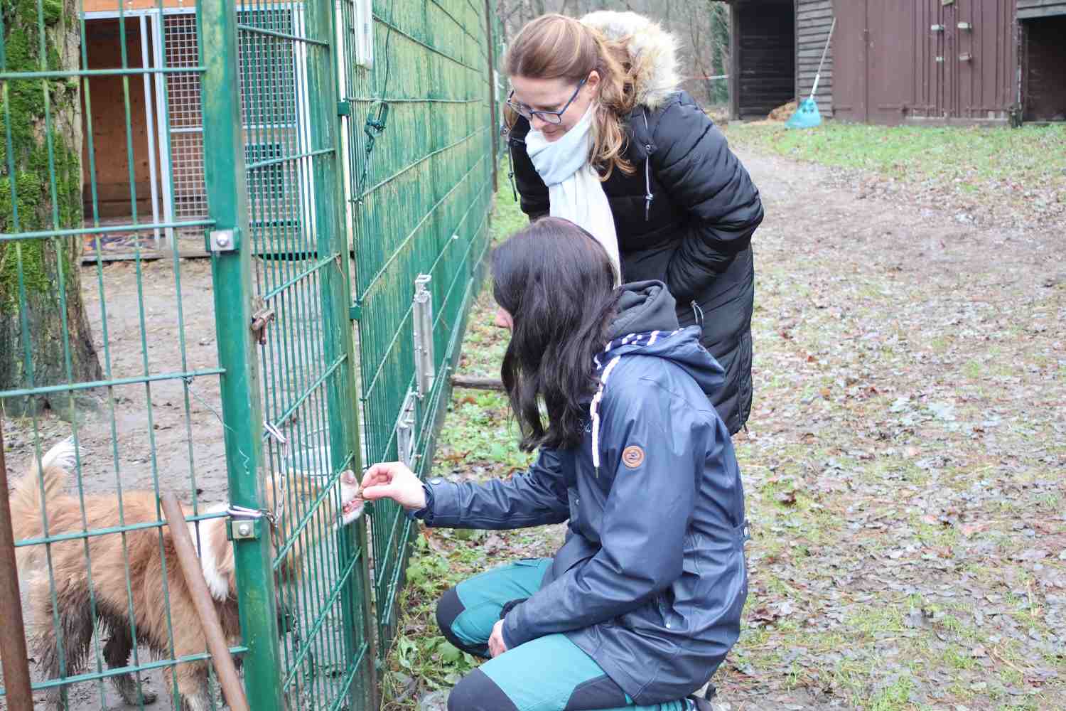 tierheim bad belzig, tierisch belzig e.v.,tier hilfehof samtschnute