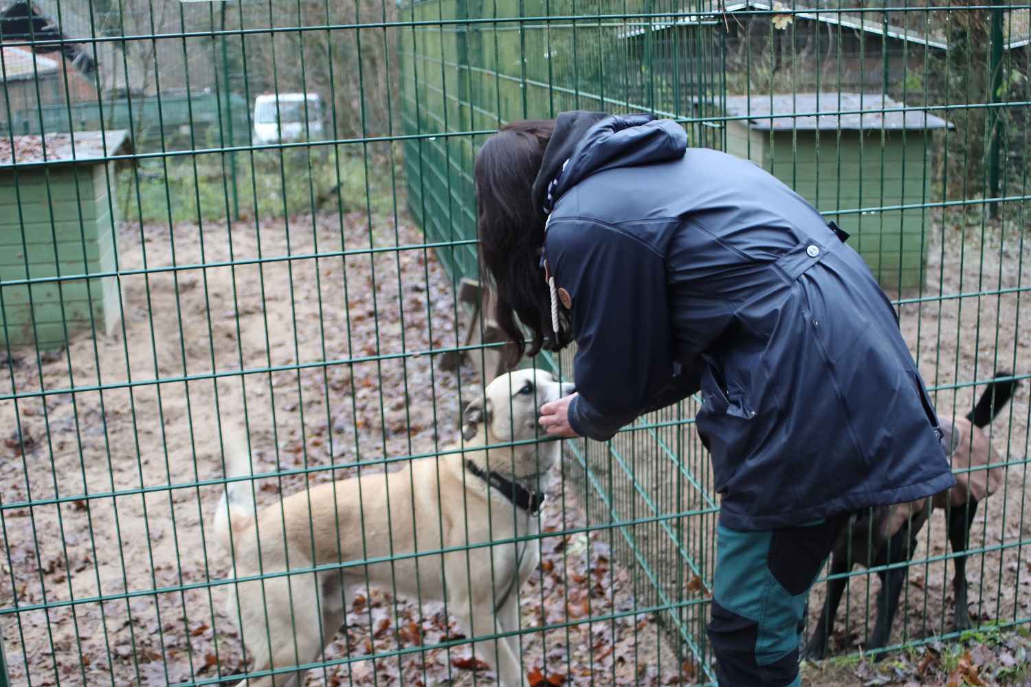 tierheim bad belzig, tierisch belzig e.v.,tier hilfehof samtschnute
