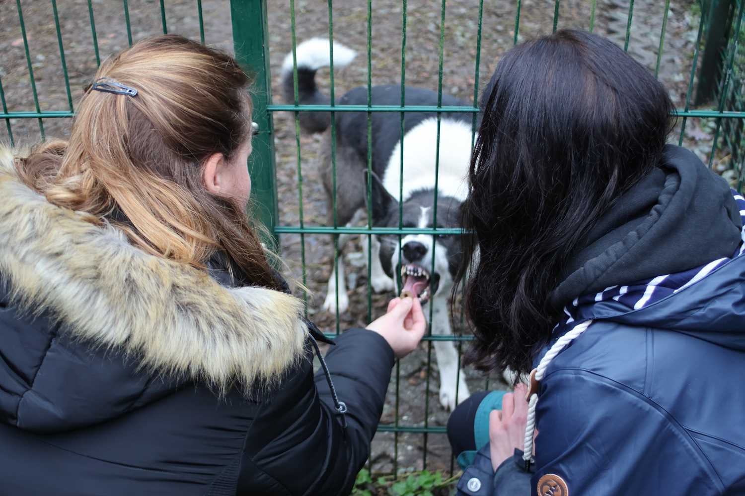 tierheim bad belzig, tierisch belzig e.v.,tier hilfehof samtschnute