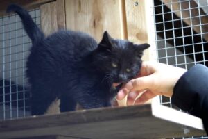 tierheim bad belzig, tierisch belzig e.v.,tier hilfehof samtschnute