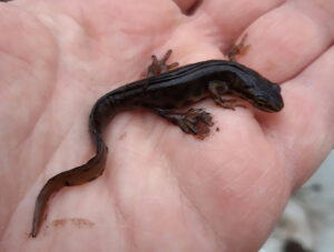Bad Belzig, Initiative für die Natur
