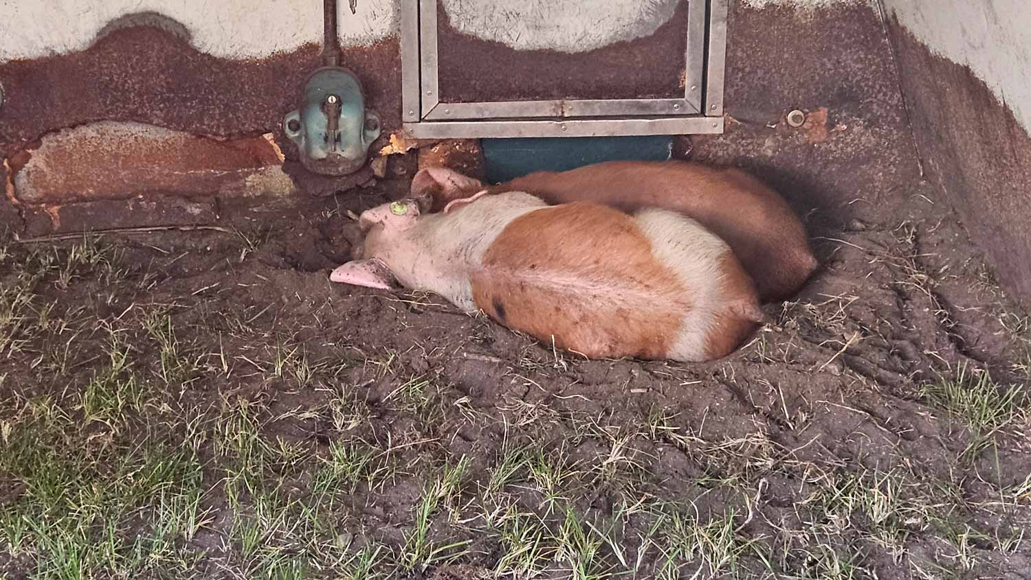 Hoffleischerei Kaplick, Brandenburger Landpartie 2025