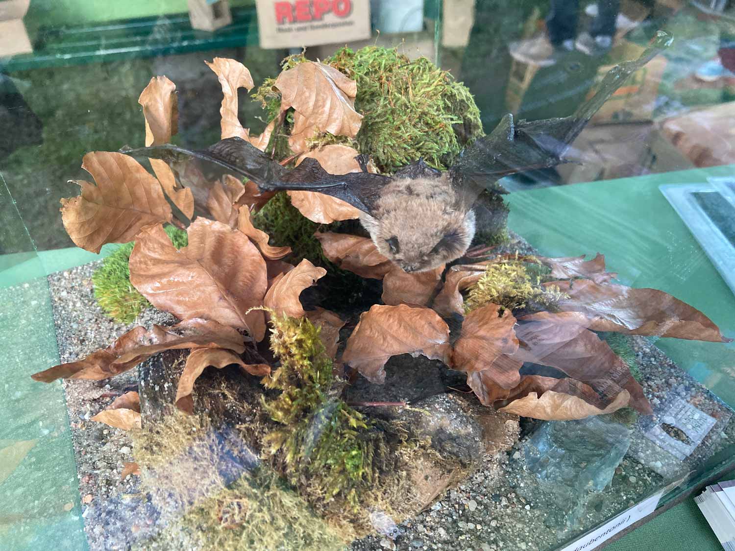 Bad Belzig, Badnight