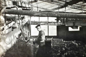 Gärtnerei Köhler, Reetzerhütten, Adventsausstellung