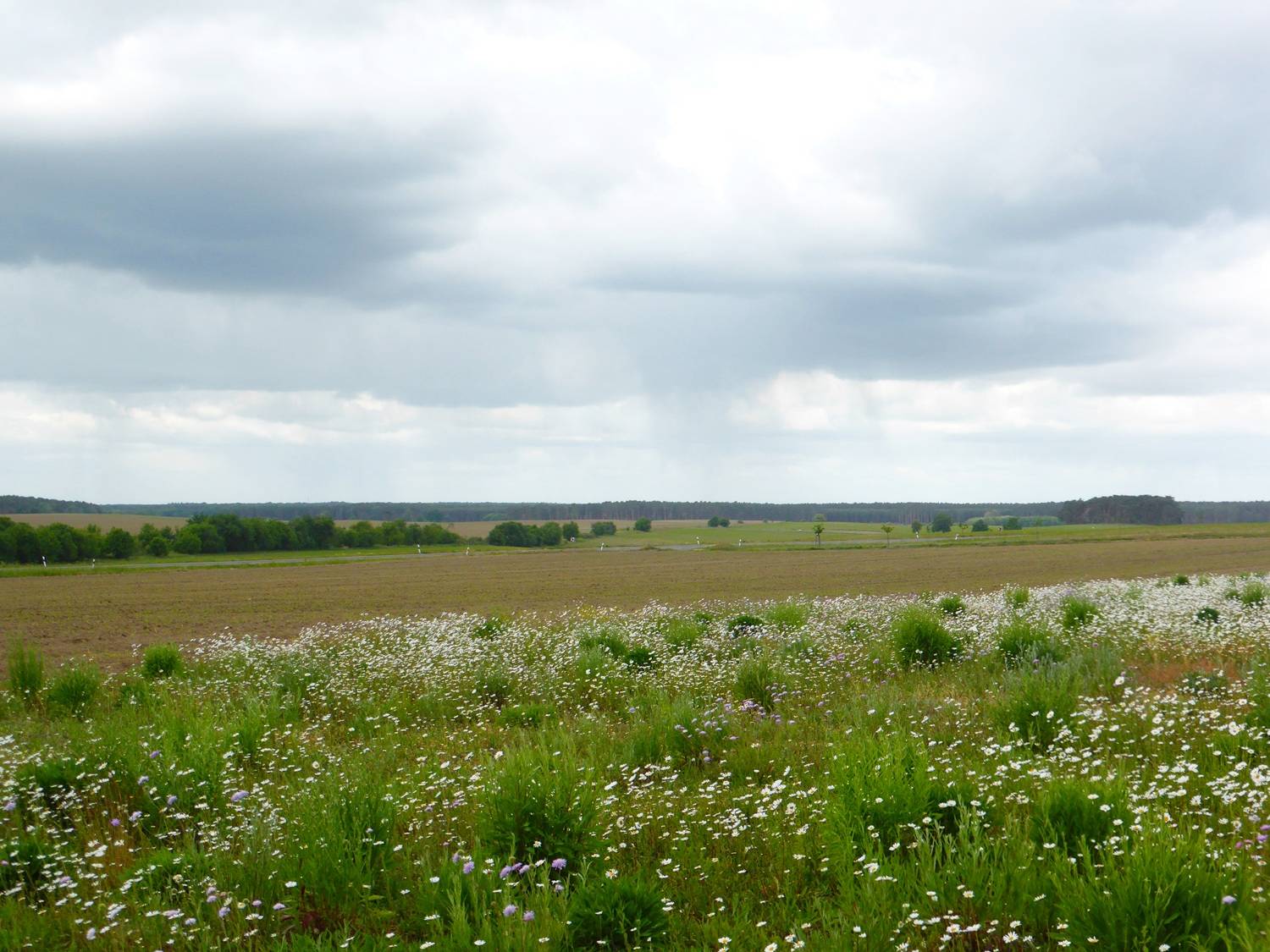Felder bei Reetz, Windpark Reetz. Reppinichen