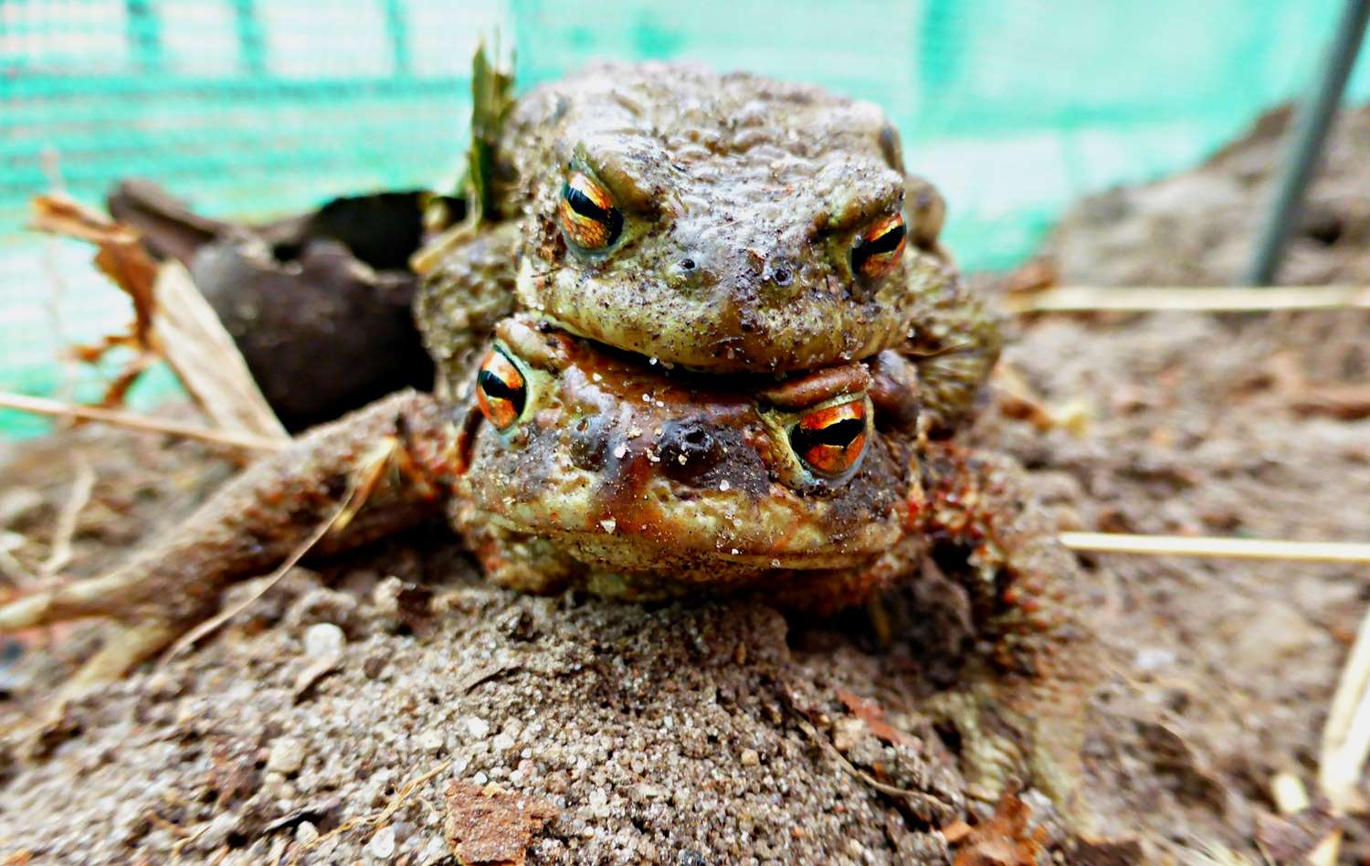 Krötenwanderung,krötenzäune,naturwacht baitz