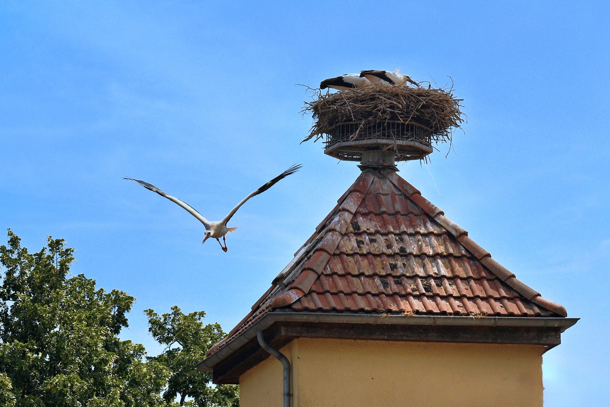 Schlalach, Störche