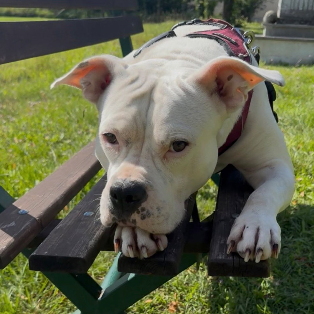 Treuenbrietzen, Hundesatzung