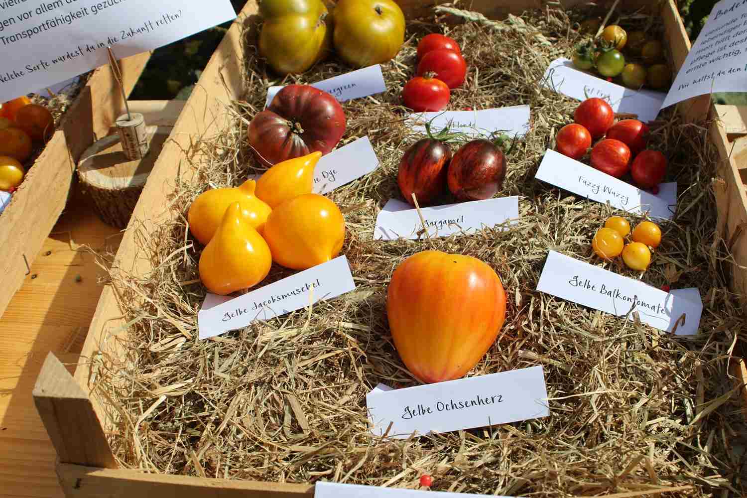 Tomatentag,naturparkzentrum raben