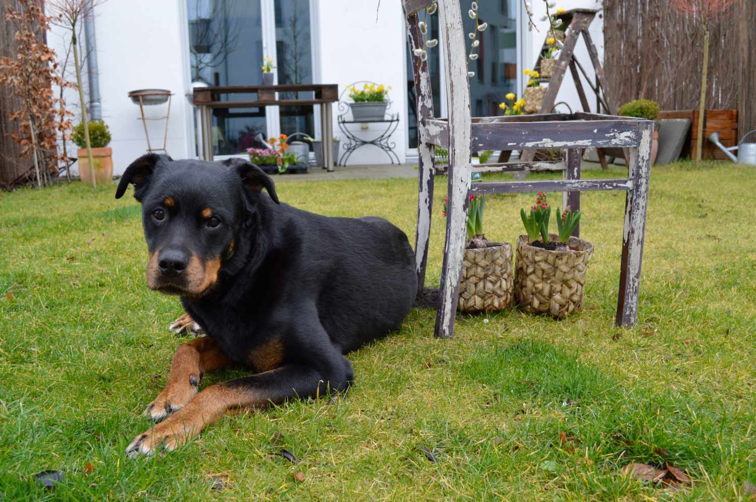 Rottweiler im Garten