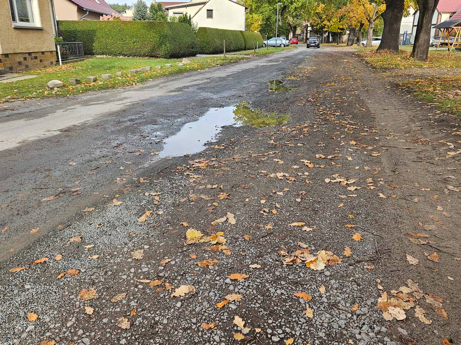 Grüneiche
