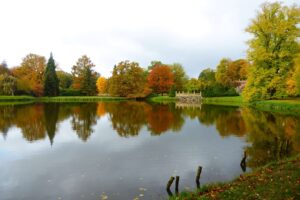 Park Wiesenburg, Tulpenbaum