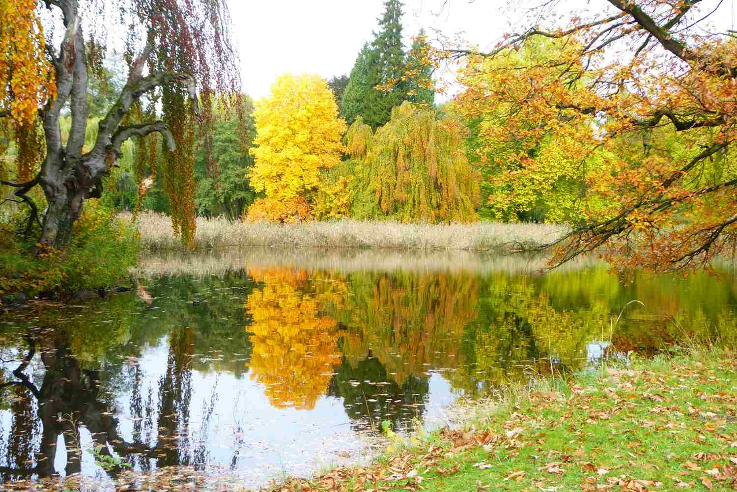 Park Wiesenburg, Tulpenbaum