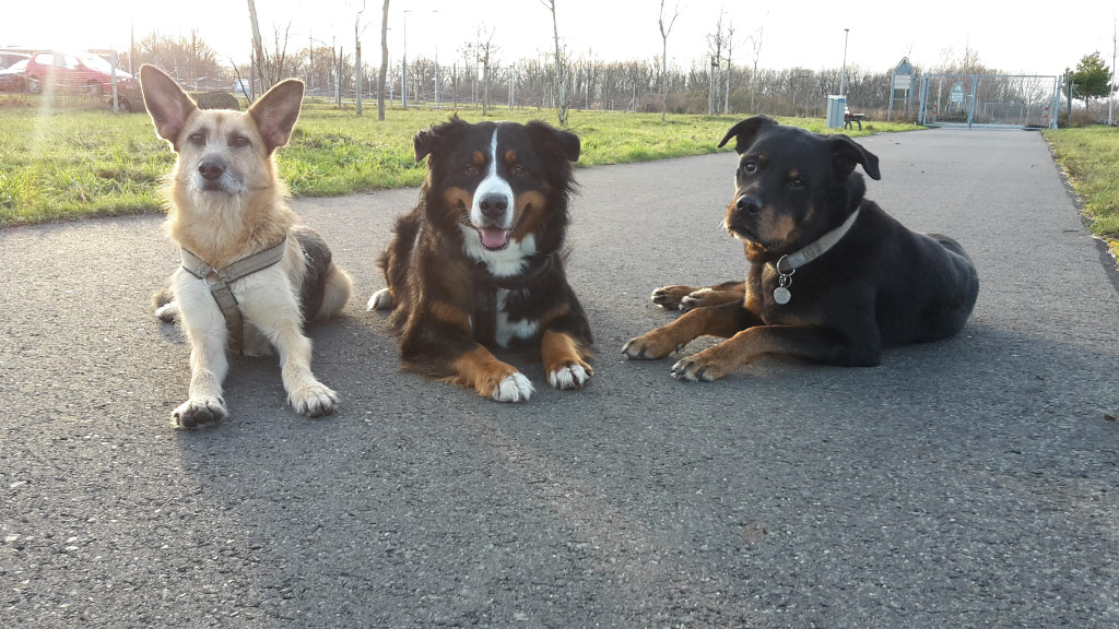 drei Hunde verschiedener Rassen nebeneinander