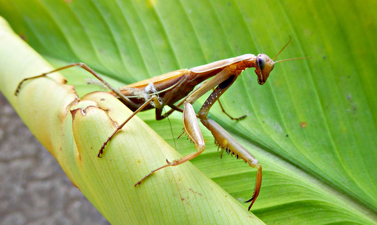mantis, gottesanbeterin, Mantis religiosa, fangschrecke
